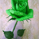 1green-rose