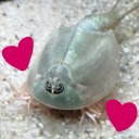 a-blog-for-my-triops