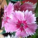 a-dianthus-swaying-with-the-wind