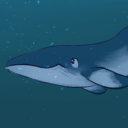 a-minke-whales-tale