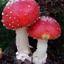 a-muscaria