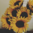 a-sunflower-in-skyrim