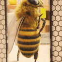 a-thicc-chonky-bee