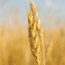 acre-of-wheat