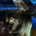 akyla-the-wolfdog