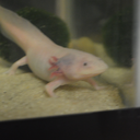 albietheaxolotl avatar