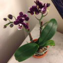 alexandrite-orchid-blog
