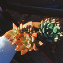 amor-por-los-cactus