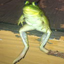 anactualfrog