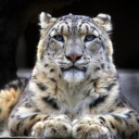 andy-snowleopard2