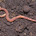 anearthworm