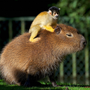 animalssittingoncapybaras