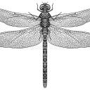 archivist-dragonfly