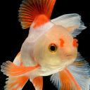 archivist-goldfish