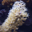 arrecifescoralinos