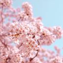 artificed-blossom