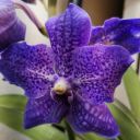 ashleys-orchids
