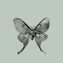 automeris-io-moth