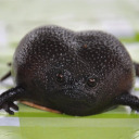 avocado-frog
