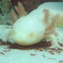 axolotl-adventures
