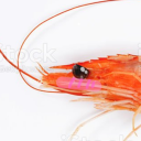 babygirlifiedshrimp