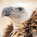 bakenmut-the-tired-vulture