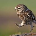 barmy-owl