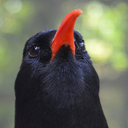 bbbbirds avatar