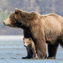 bear-mom