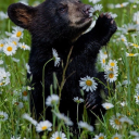 bears-lilcorner