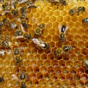 bees-side-blog