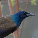 bespectacled-grackle