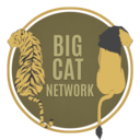 big-cat-network