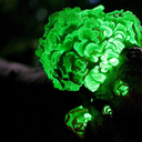 bioluminescentlin