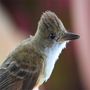 birdwatcher-posts-blog