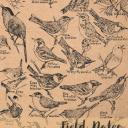 birdwatcher-sketches