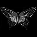 black-dead-butterfly