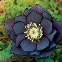 black-flower-fanfics