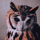 black-owl