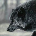 black-riderwolf