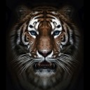 black-tiger-2011