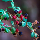 blackberrybrambles