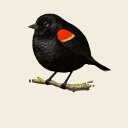 blackbird0blog
