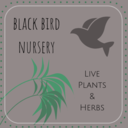 blackbirdnursery-blog