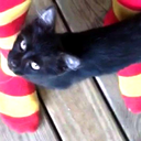 blackcats-and-basil