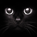 blackcatsareawesome