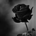 blacklace-rose