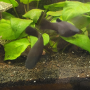 blackmollyfish