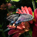 blackswallowtailbutterfly