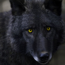 blackthewolf45-blog